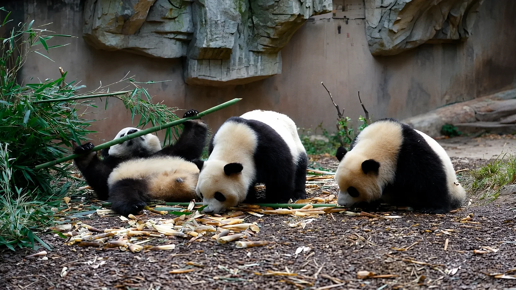 A giant panda using its false thumb to grip a stalk of fresh bamboo at dawn