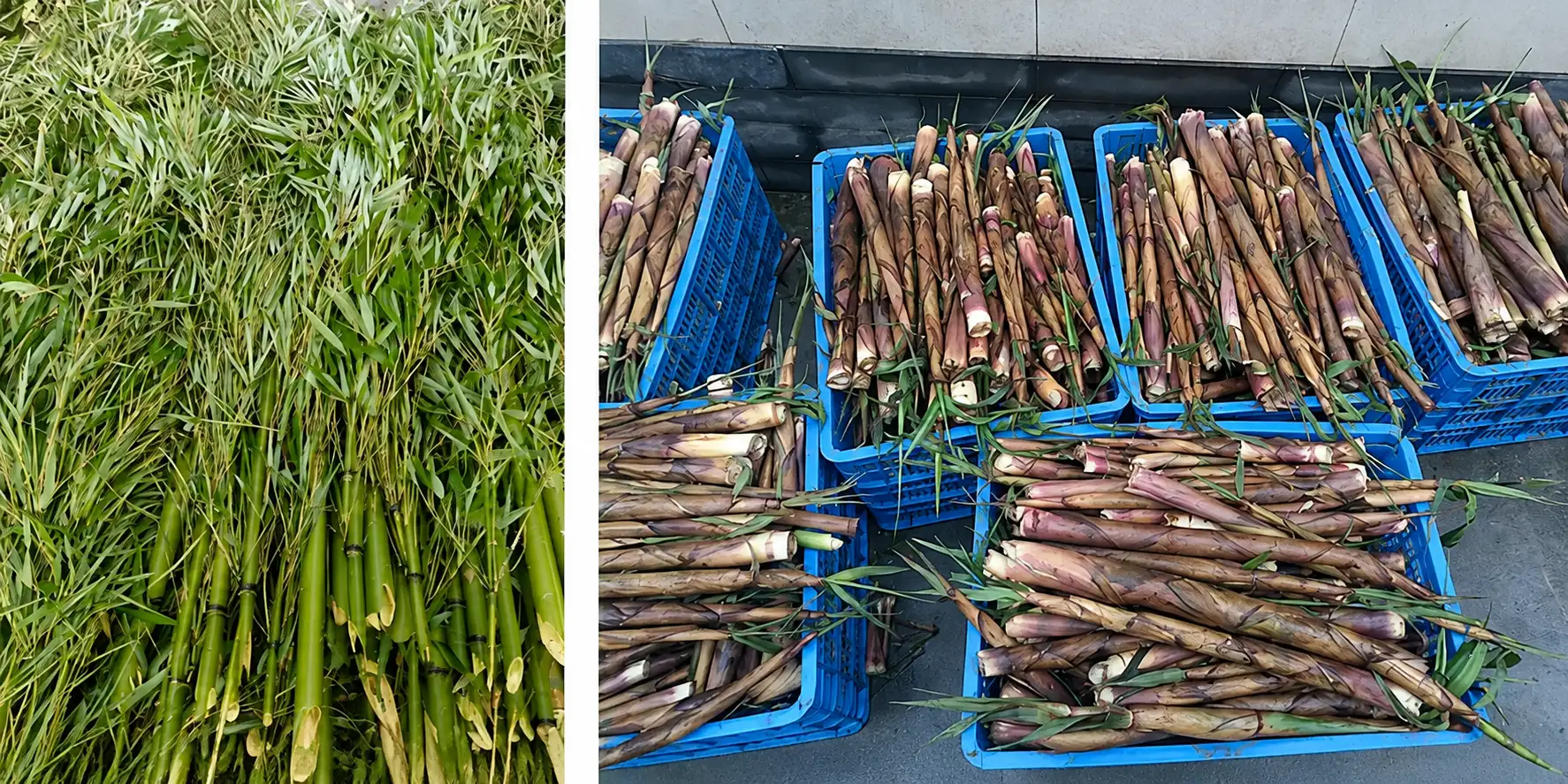 A pile of fresh bamboo shoots of varying sizes, the staple food of giant pandas