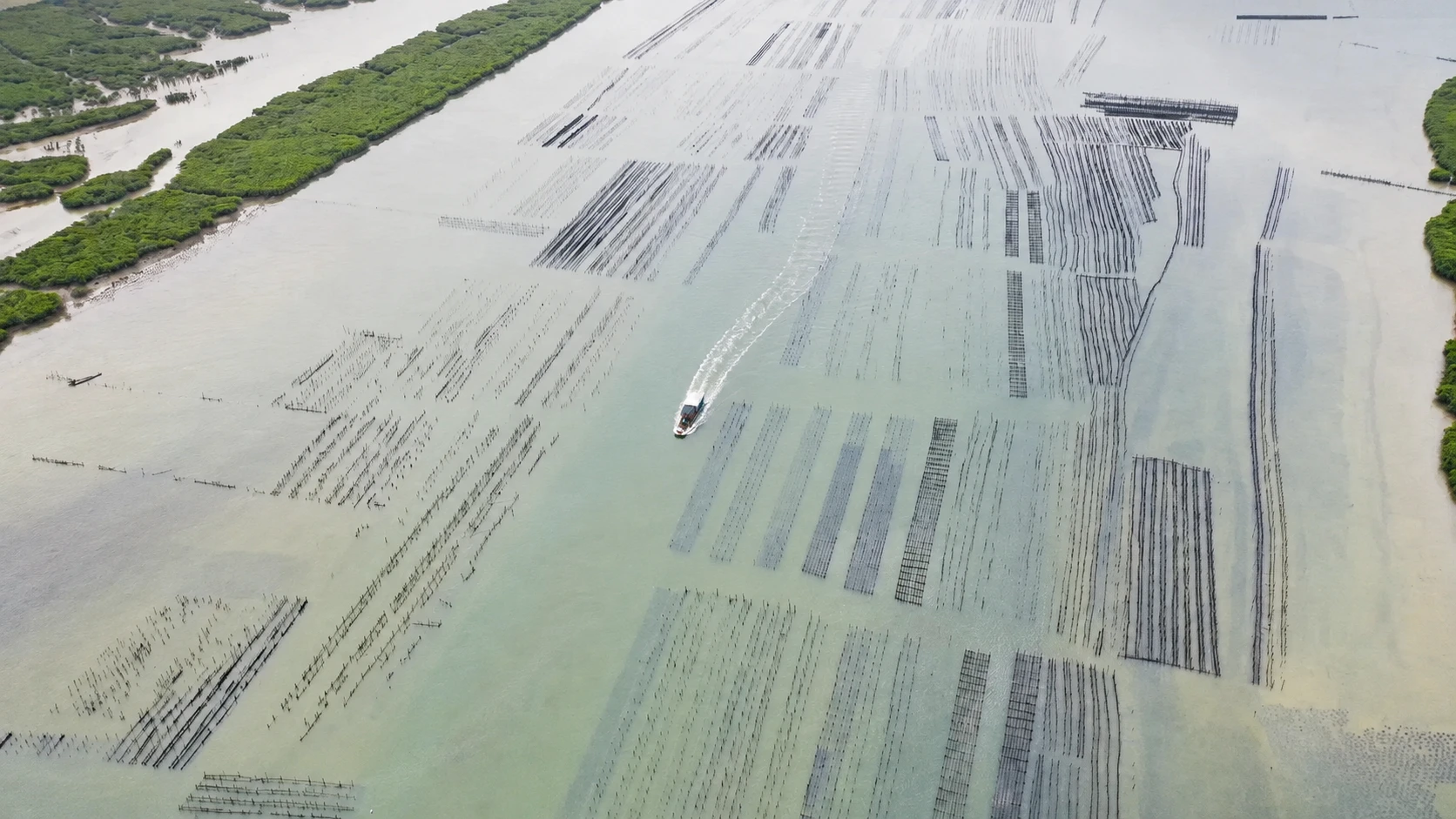 Dense bamboo rafts floating in Guandu harbor