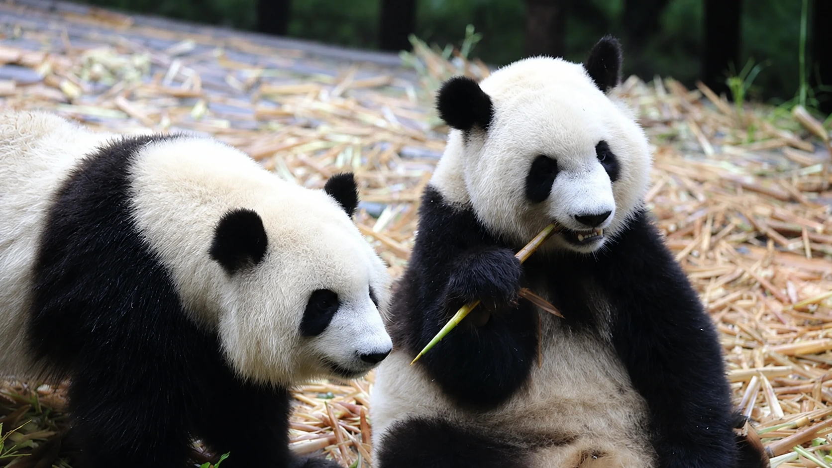 A giant Panda sitting on the ground, holding and chewing a bamboo shoot with its front paws