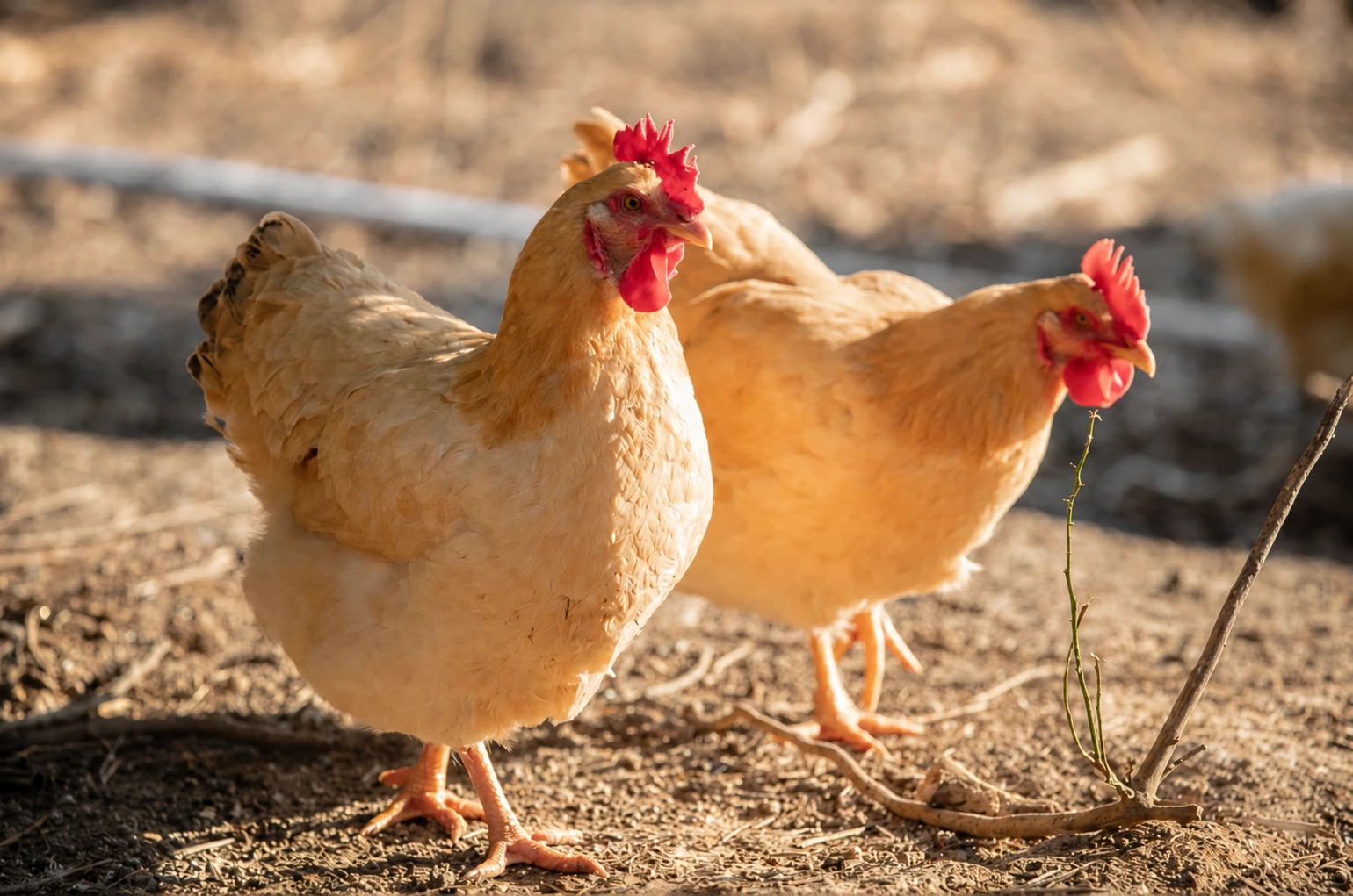 A chicken with yellow beak body and feet standing in a coop