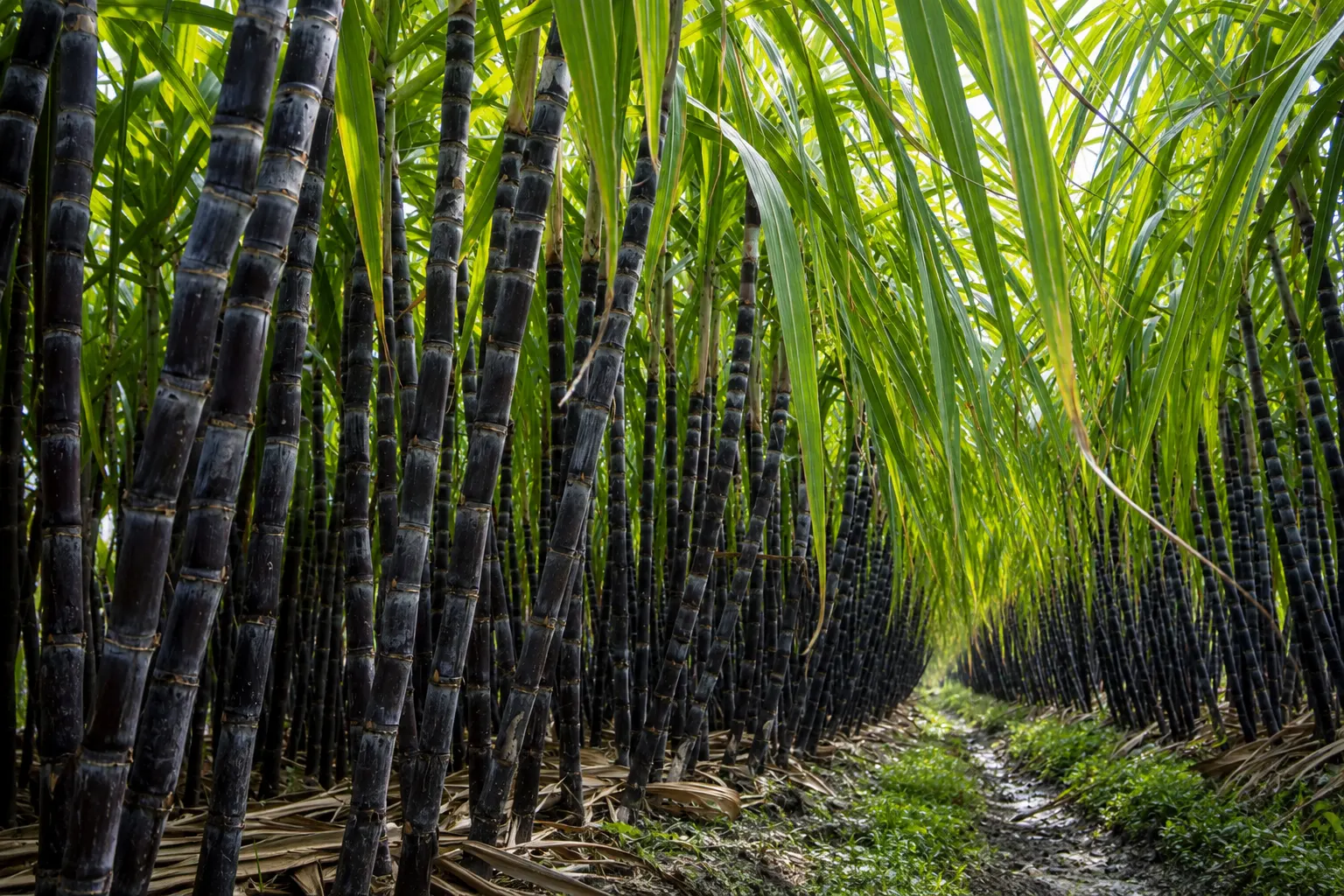 Lush sugarcane growing under bright tropical sunlight