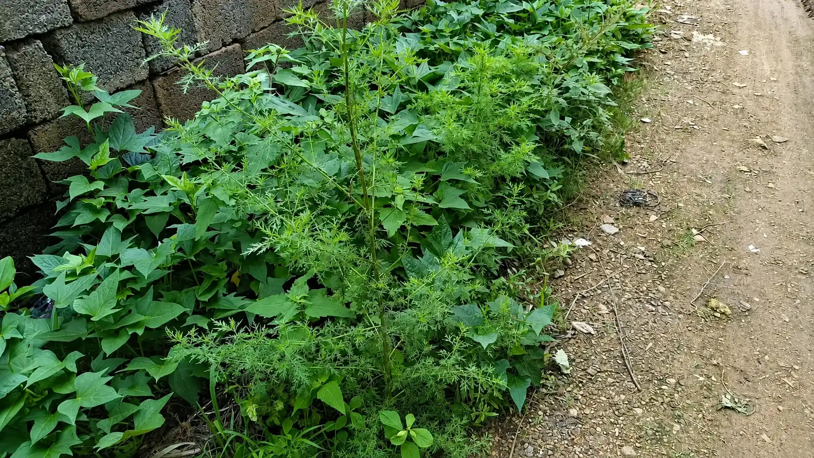 Wild sweet wormwood growing by a roadside