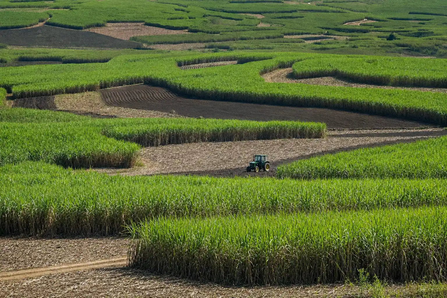 A field of sugarcane waves in the wind under a Tainan sky, with stalks cut and bundled at the edge of the field